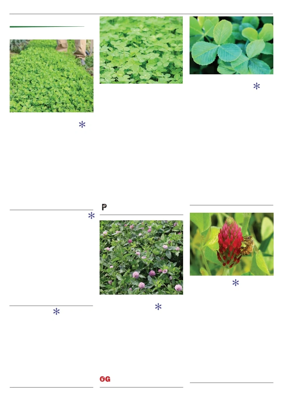 Territorial Seed flyer page 104