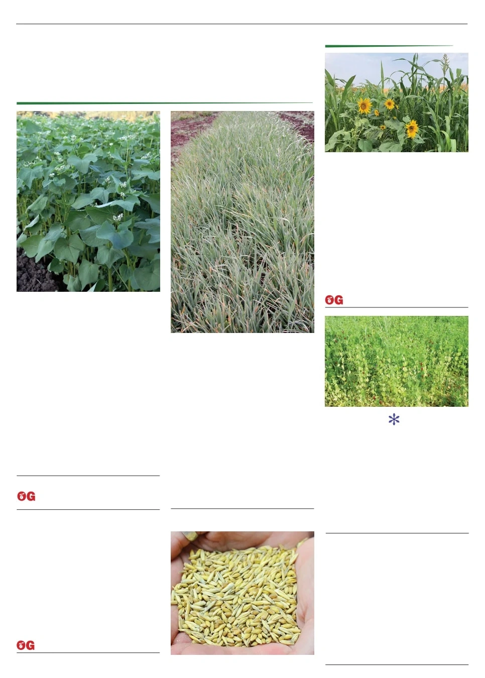 Territorial Seed flyer page 106