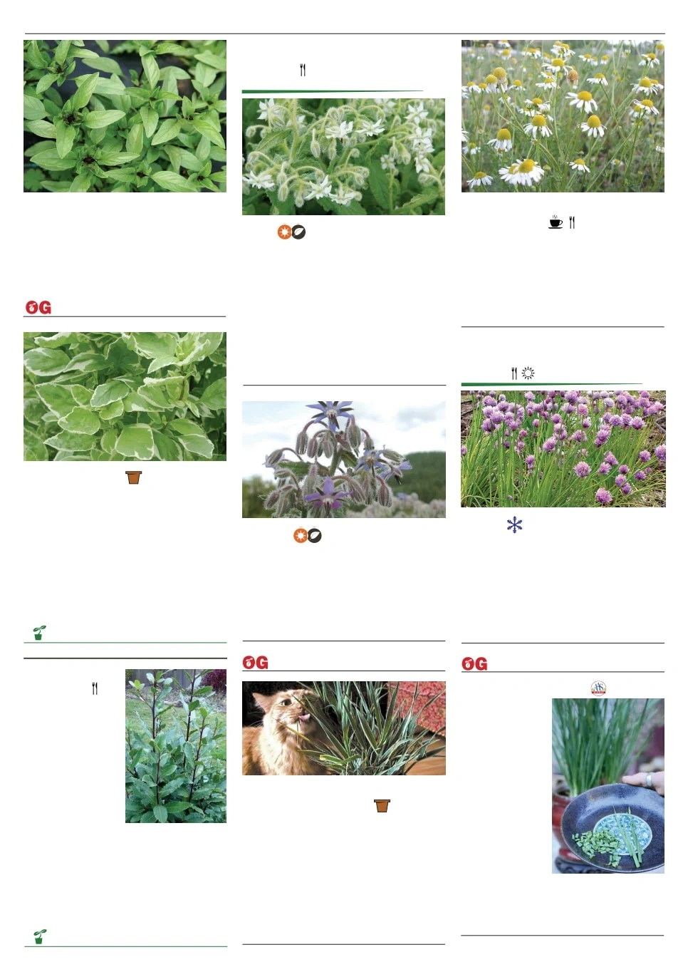 Territorial Seed flyer page 109