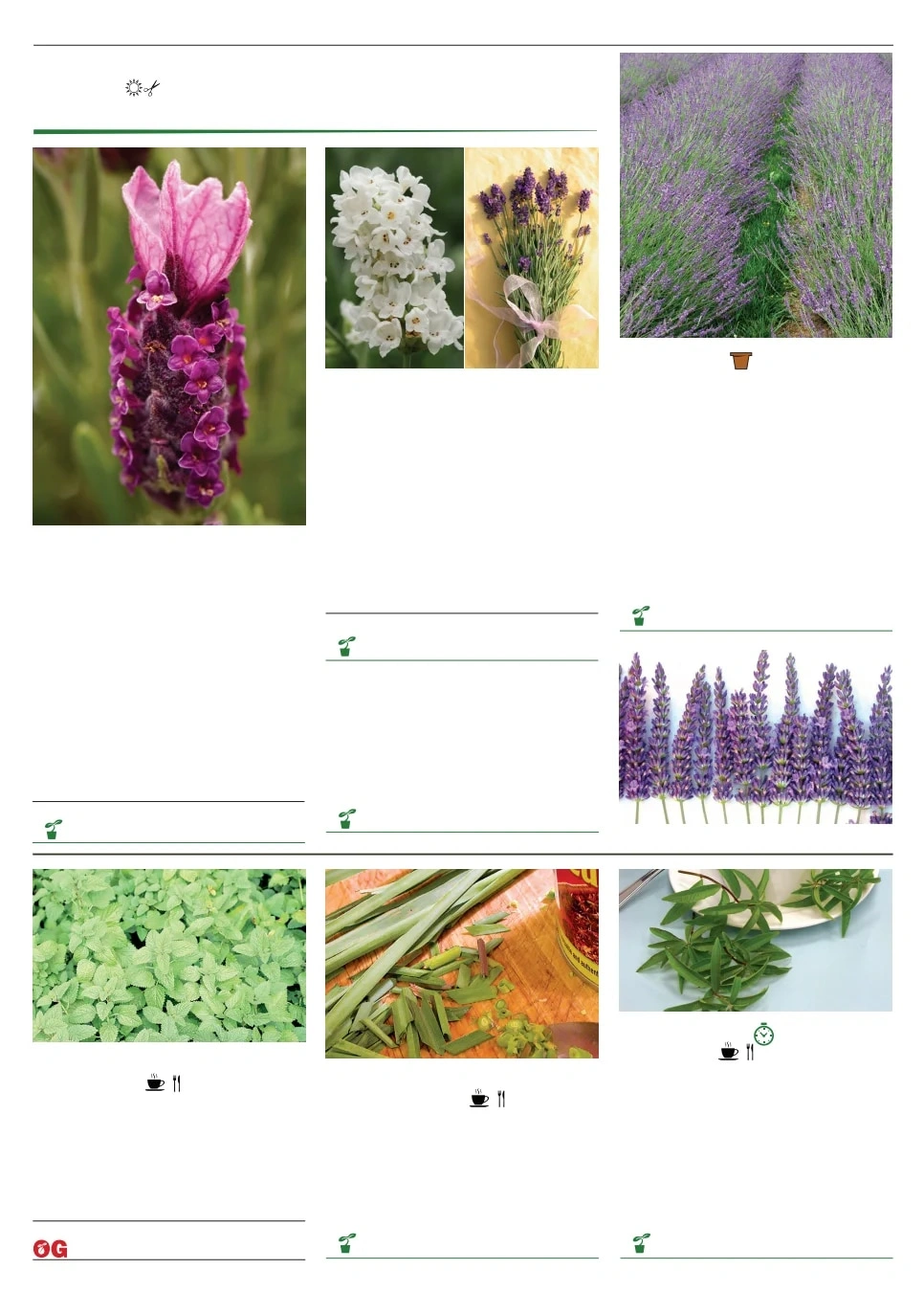 Territorial Seed flyer page 111