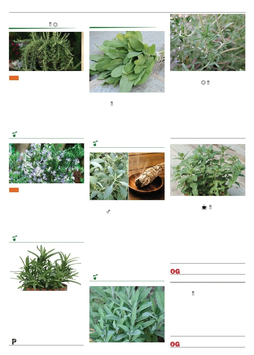 Territorial Seed flyer page 113