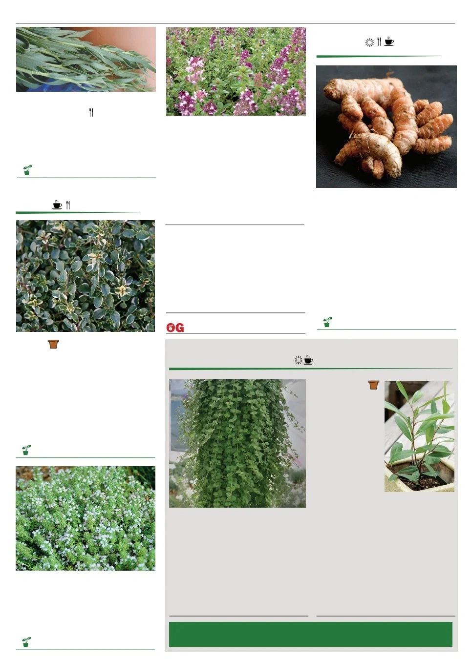 Territorial Seed flyer page 114