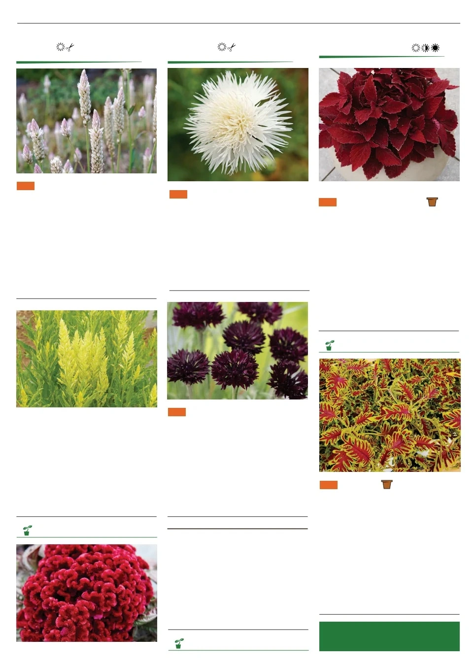 Territorial Seed flyer page 117