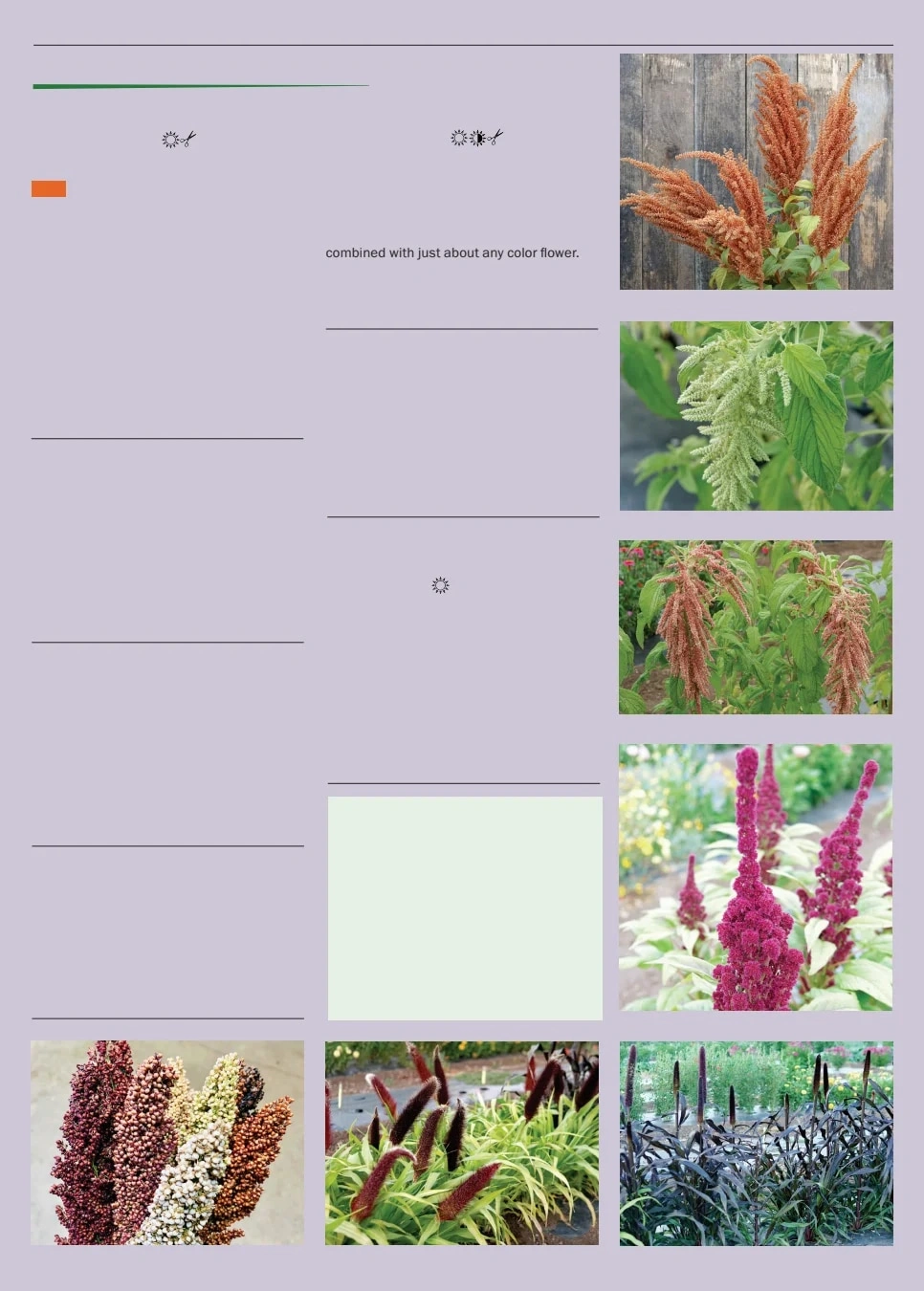 Territorial Seed flyer page 121