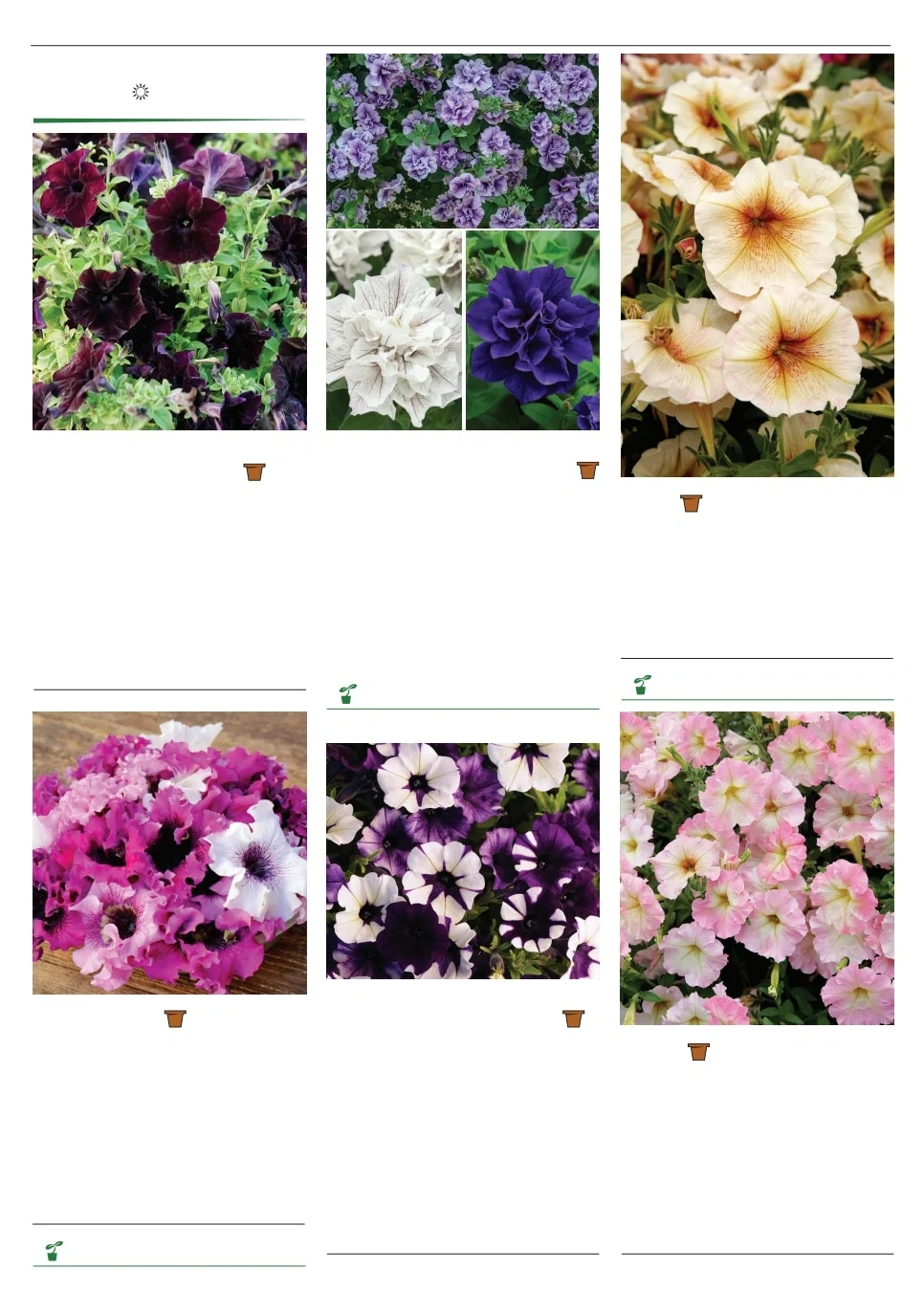 Territorial Seed flyer page 124