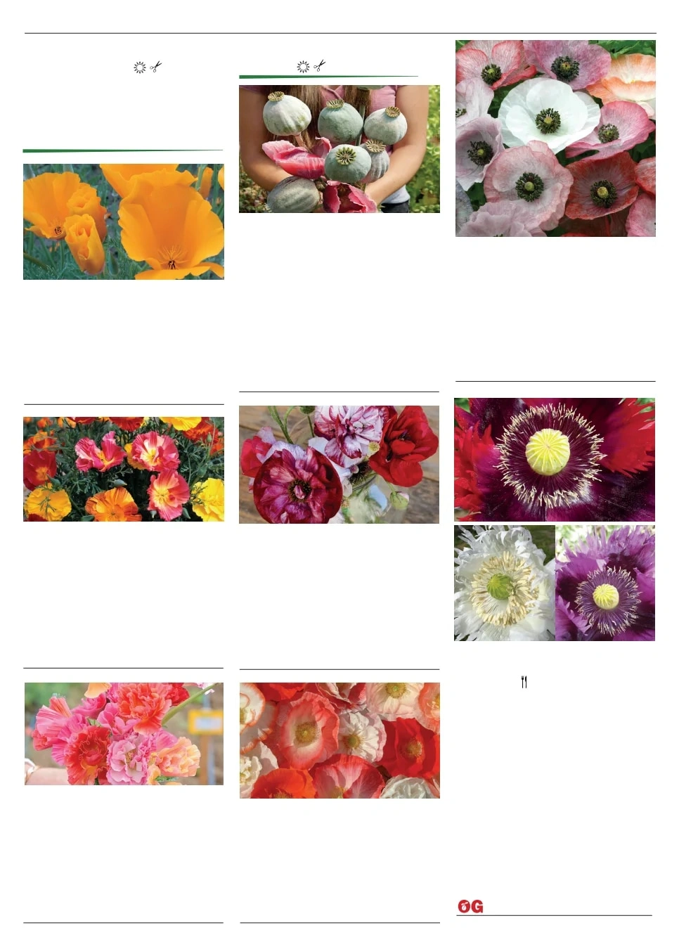 Territorial Seed flyer page 125
