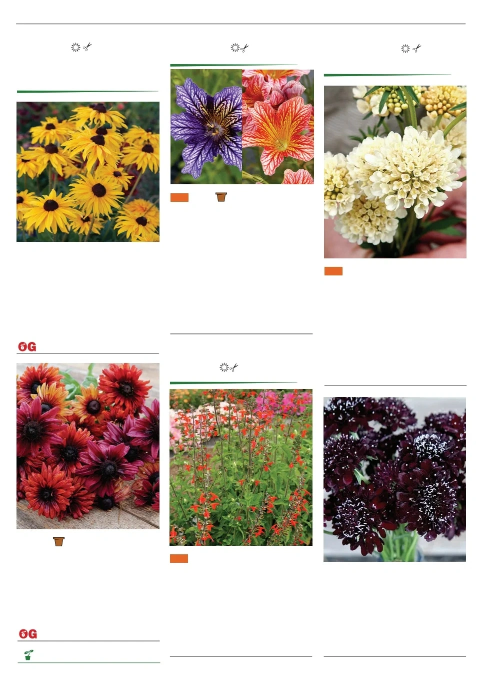 Territorial Seed flyer page 128
