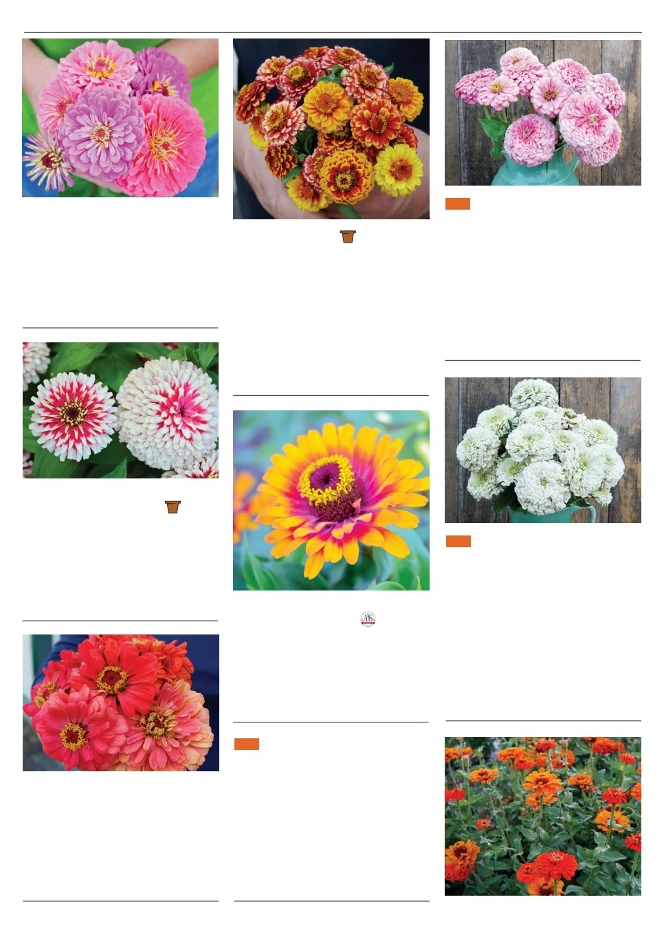Territorial Seed flyer page 133