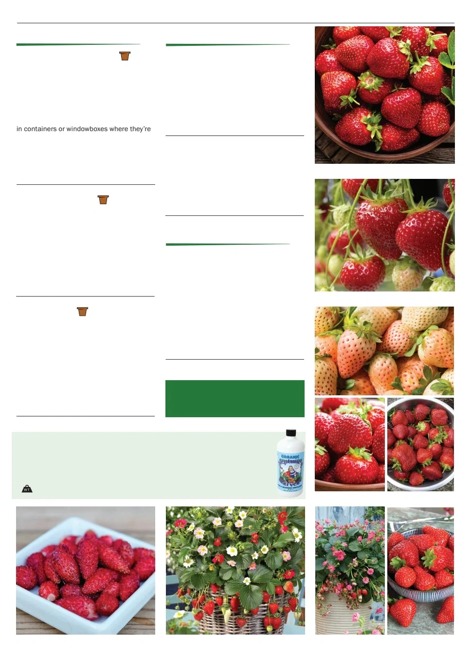 Territorial Seed flyer page 137